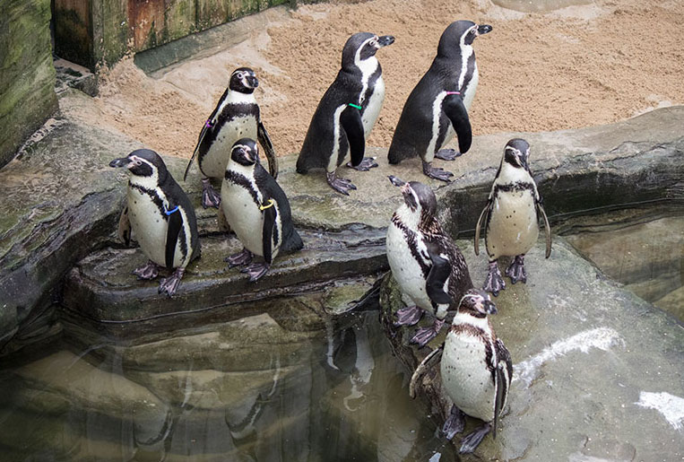 Penguins
