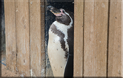 Penguins