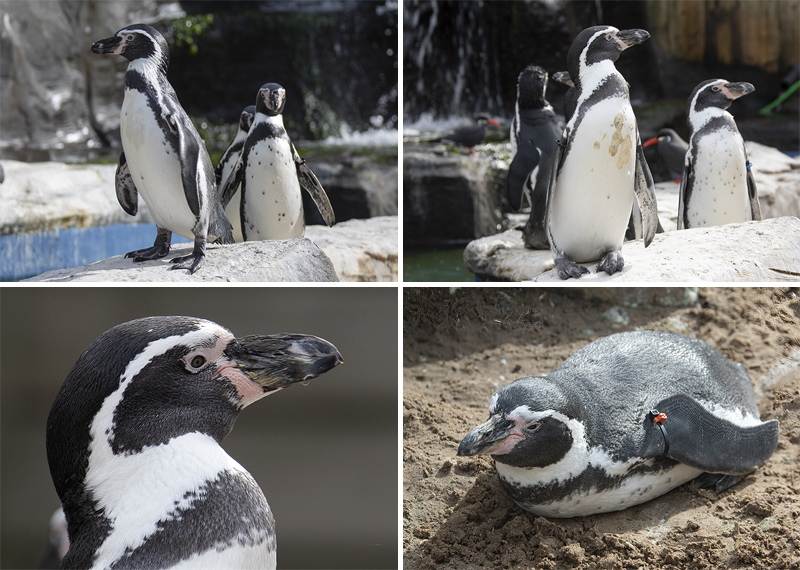 Humboldt Penguins