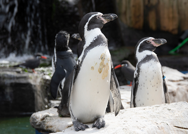 Humboldt Penguins