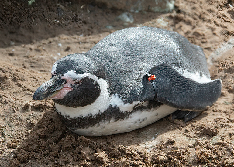 Humboldt Penguins