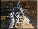 Penguins