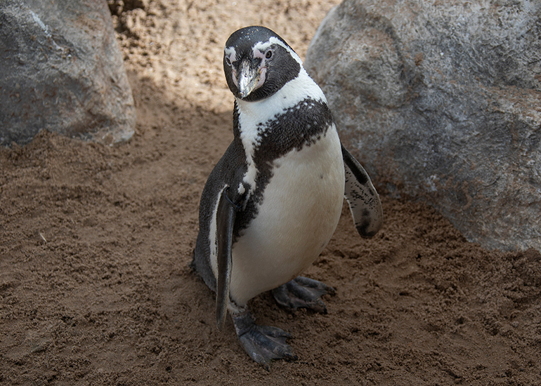 Humboldt Penguins