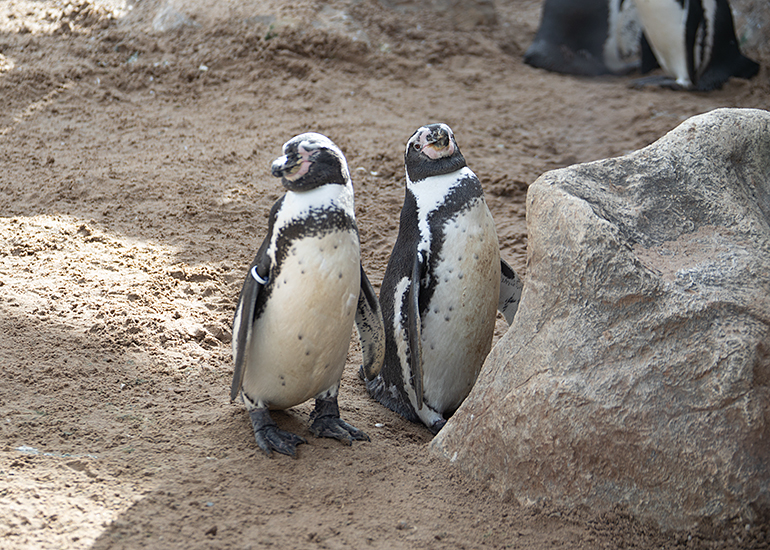 Humboldt Penguins