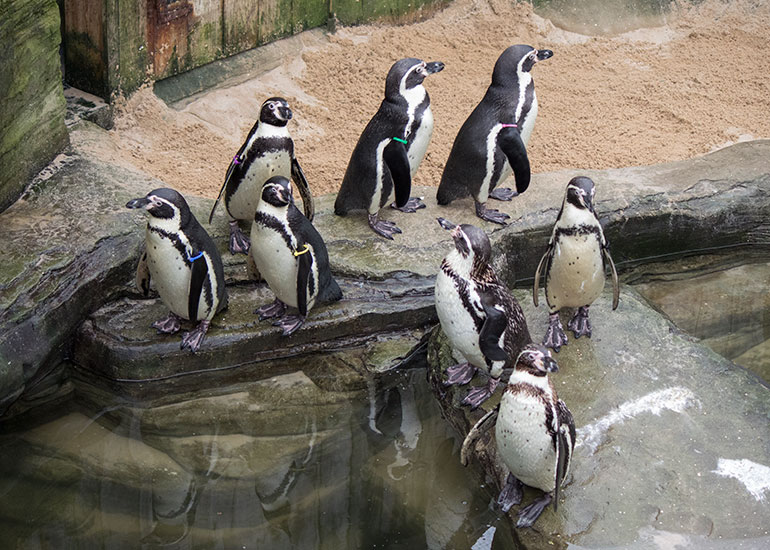 Resident Humboldt Penguins