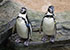 Penguins