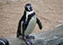 Penguins