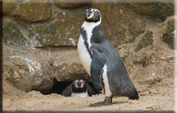 Penguins