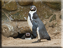 Penguins