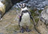 Resident Penguins - Summer 2016