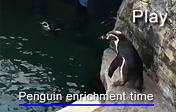 Penguin Enrichment Time