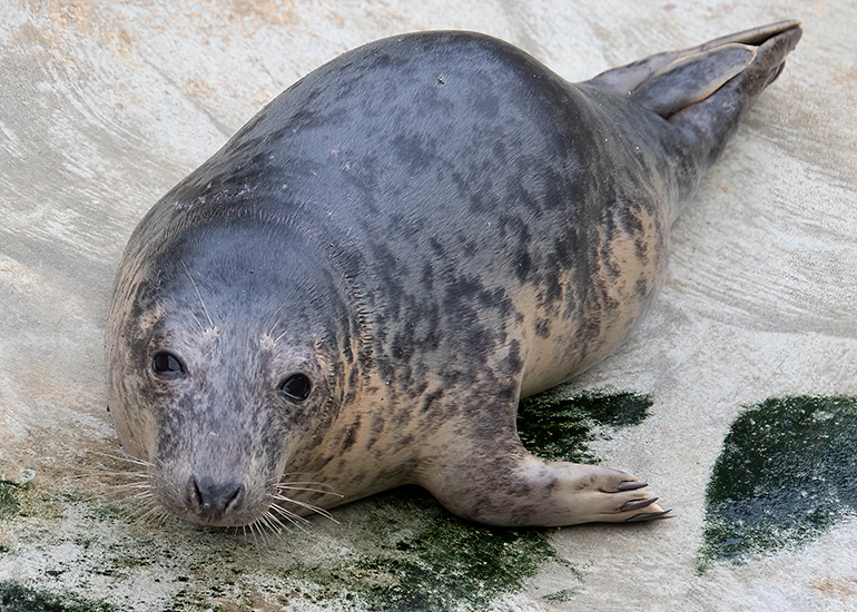 Peppercorn