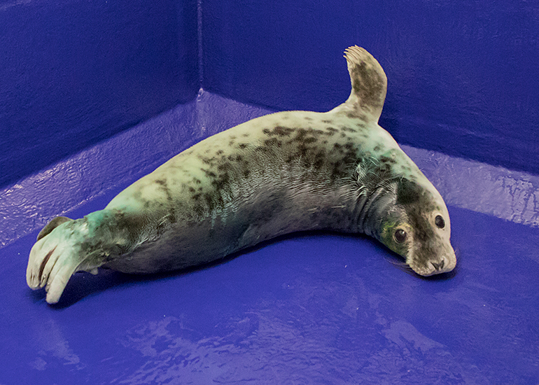 Pepsi, rescued seal pup