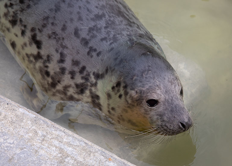 Pepsi, rescued seal pup