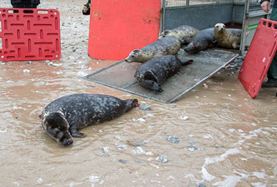 Seal Release on 28th December 2018