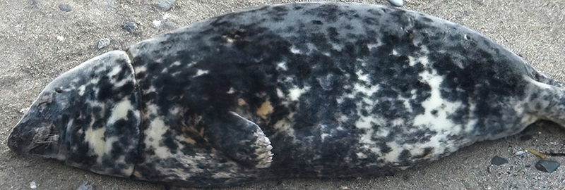 Petunia - Photo by Sue Sayer on 28th February 2019