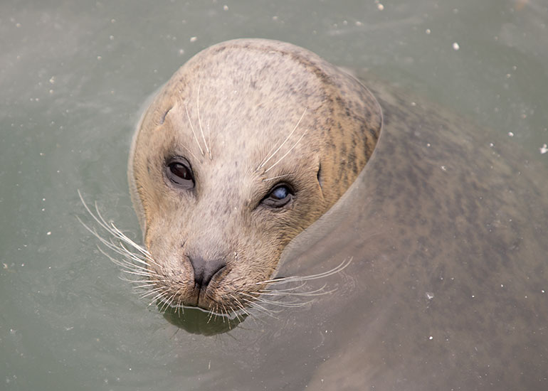 Sally, Resident Common Seal