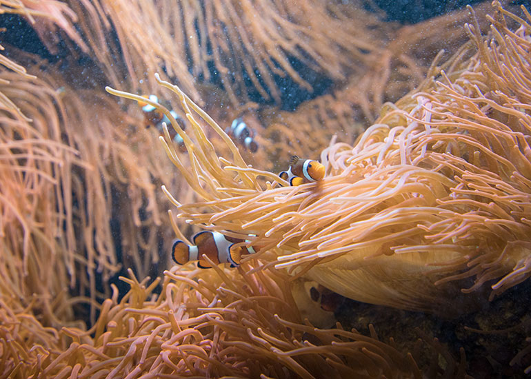 Clownfish