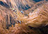 Clownfish