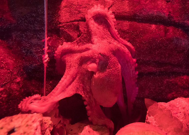 Octopus