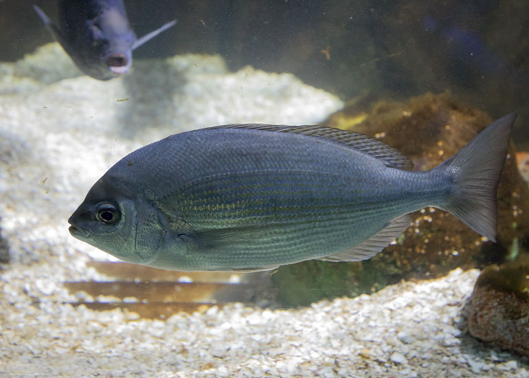 Black Sea Bream