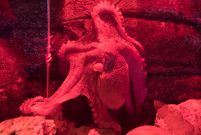 Octopus