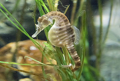 Male Big Bellied Seahorse