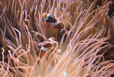 Clownfish