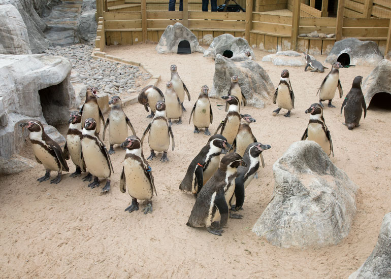 Humboldt Penguins