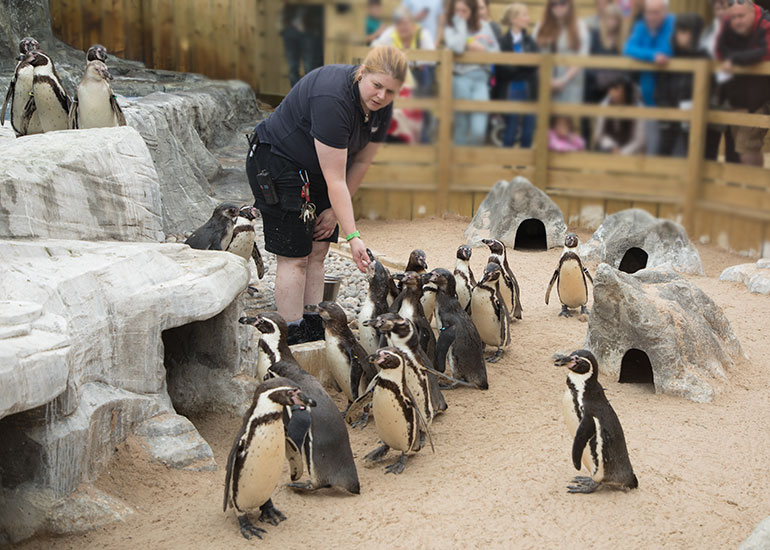 Nat with the Humboldt Penguins