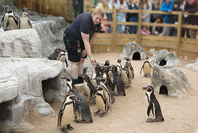 Humboldt Penguins