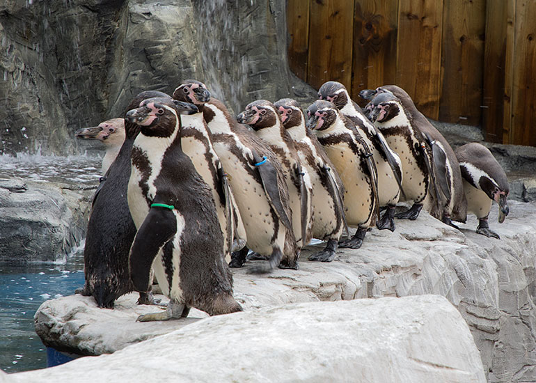 Humboldt Penguins