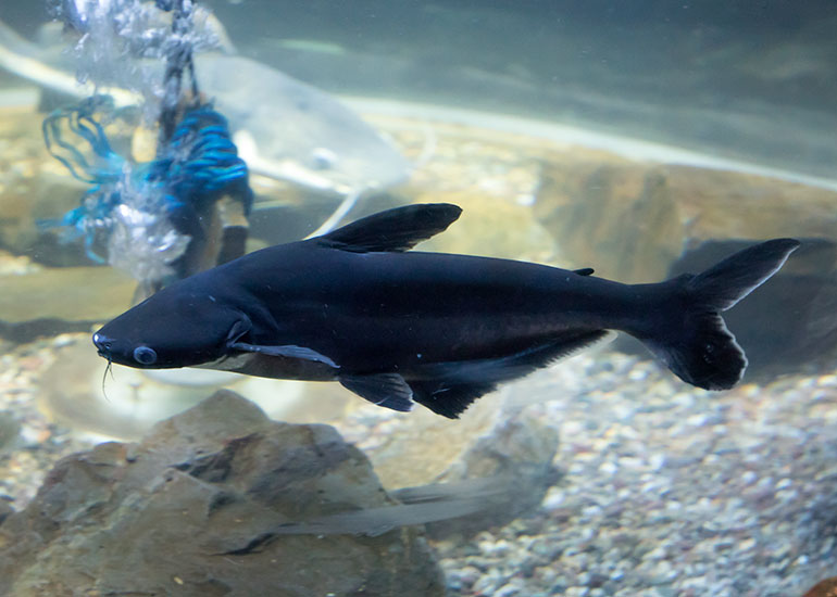 Scottish Sea Life Sanctuary