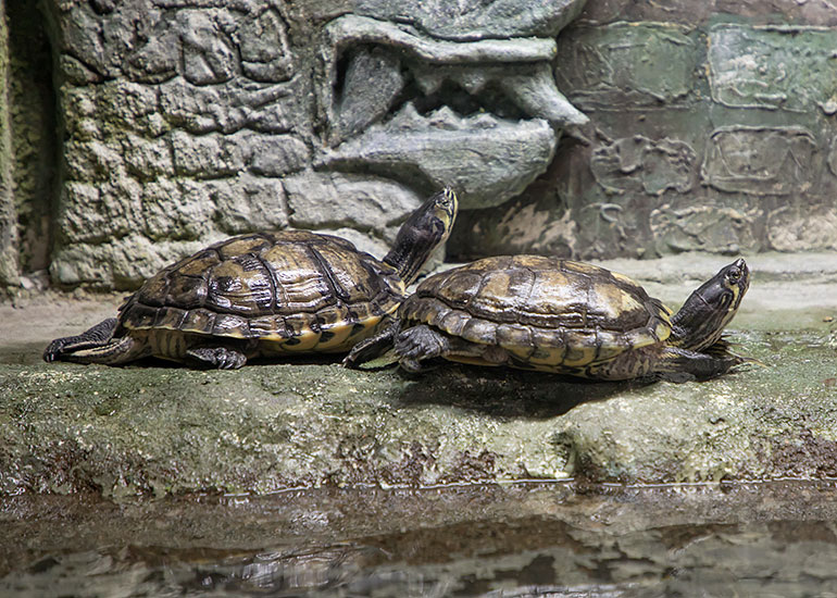 Scottish Sea Life Sanctuary