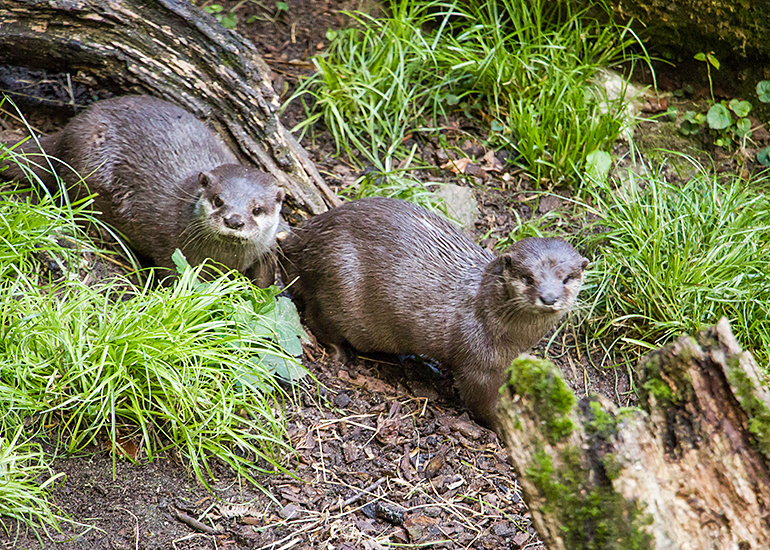 Residents