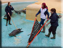 Seal Release on 16th October 2013