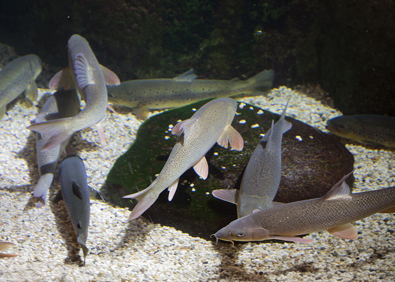 Barbel