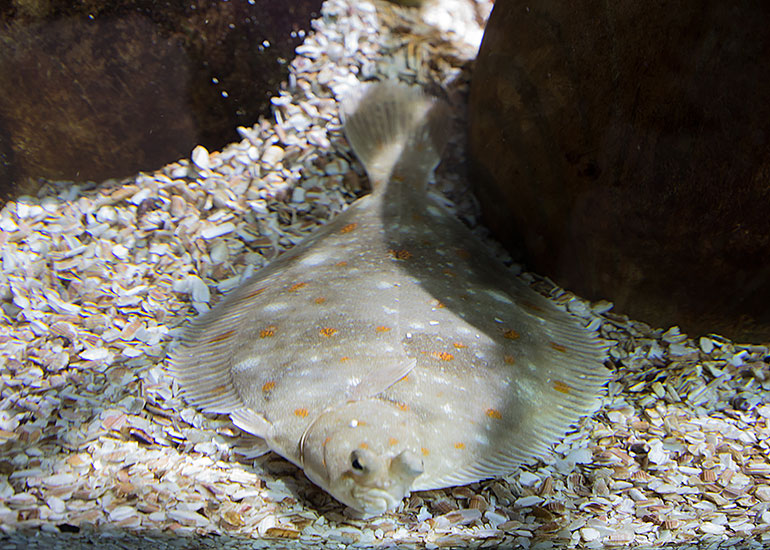 European Flounder