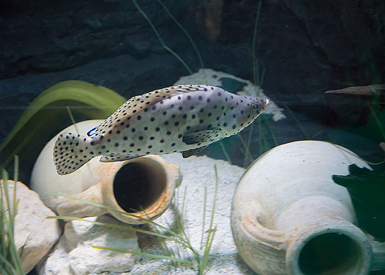 White Spotted Filefish