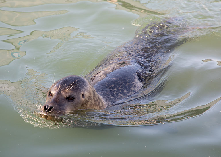 Tyne, resident common seal