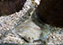 European Flounder