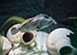 PWhite Spotted File Fish