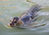 Tyne, Resident Common Seal