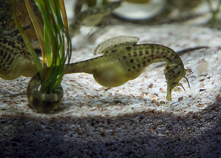 Big Bellied Seahorses