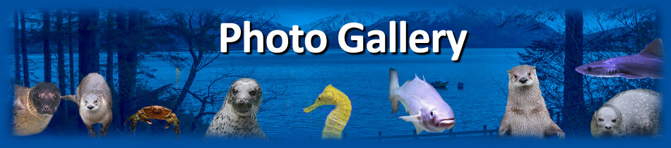 Photo Gallery