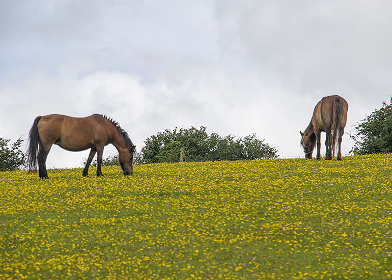 Residents