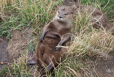 Asian Short-Clawed Otter