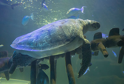 Ernie - The Green Sea Turtle