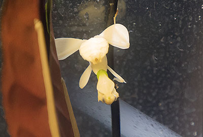 Orchid Mantis