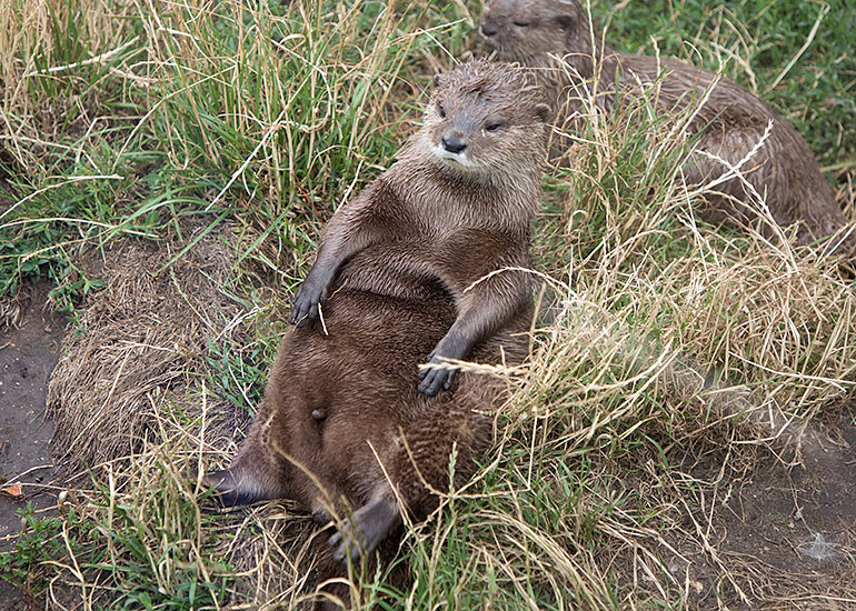 Asian Short-Clawed Otter